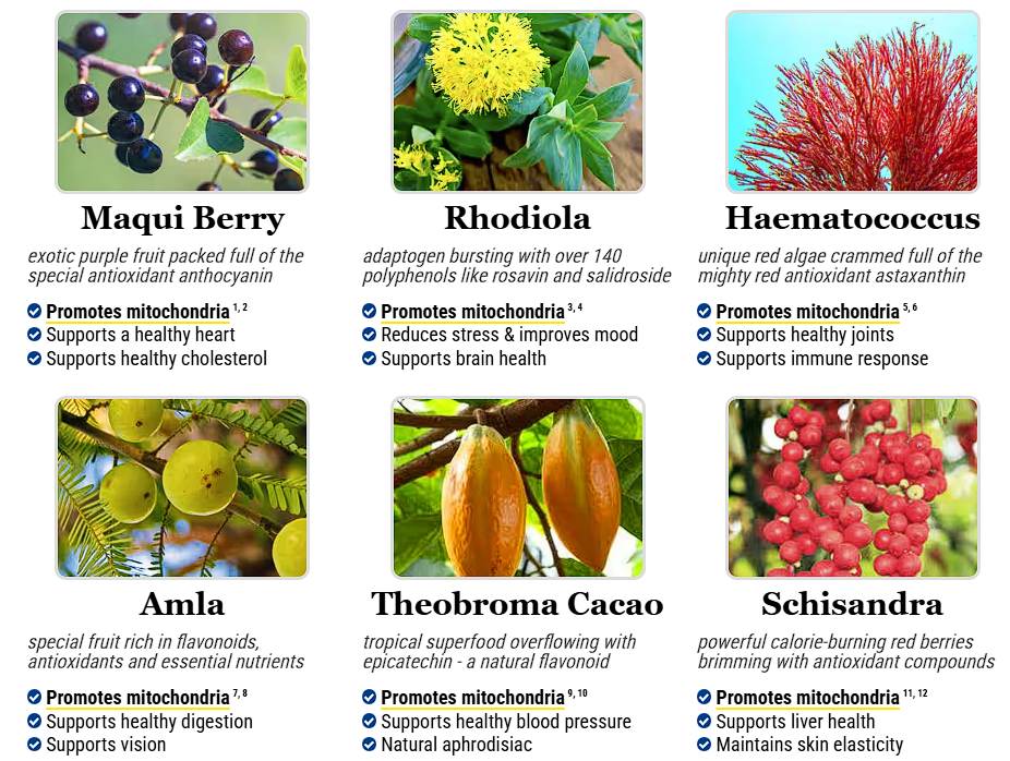 Ingredients for Mitolyn